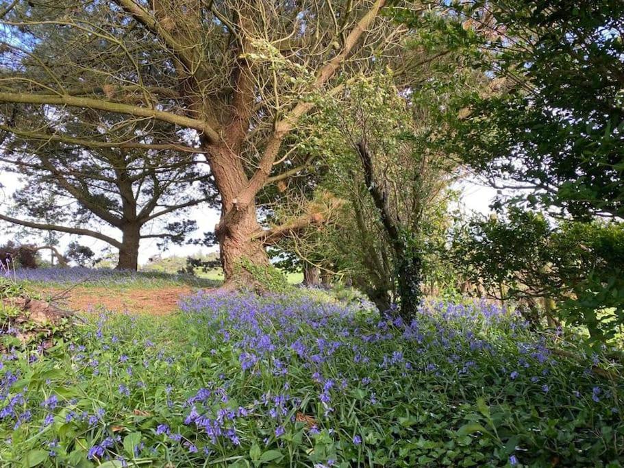 Panoramic Tranquility * Llanfairpwllgwyngyll